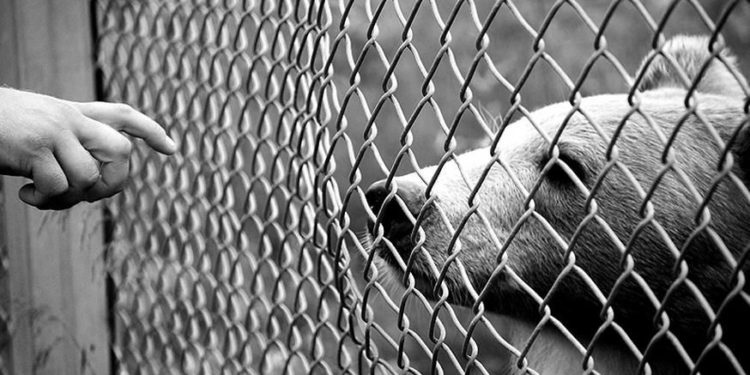 Où avoir des animaux gratuit ?