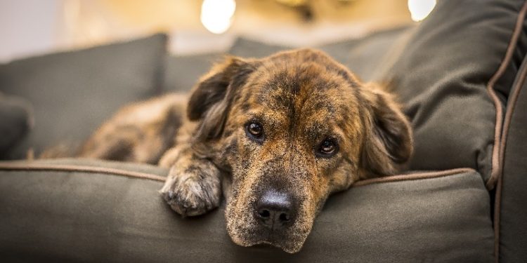 Comment donner son chien rapidement ?