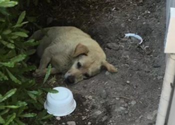 Est-ce qu'un chien peut se laisser mourir de faim ?