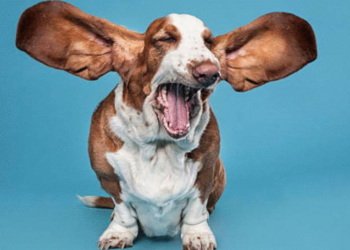 Comment faire quand le chien du voisin aboie toute la journée ?