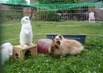 Pourquoi mon lapin fait du bruit quand il court ?