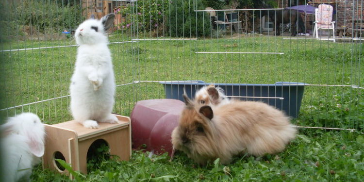 Pourquoi mon lapin fait du bruit quand il court ?