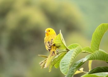 Comment savoir si le canari est mâle ou femelle ?