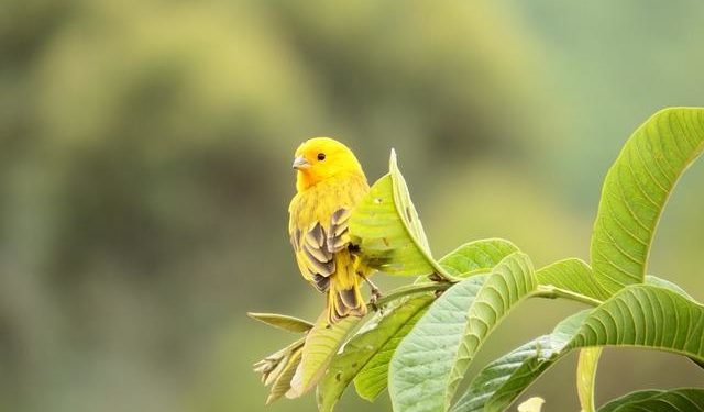 Comment savoir si le canari est mâle ou femelle ?