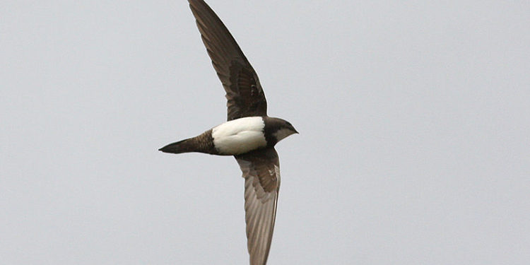 Comment aider un martinet à s'envoler ?