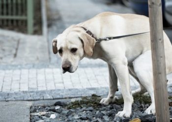 Comment sortir son chien en laisse ?