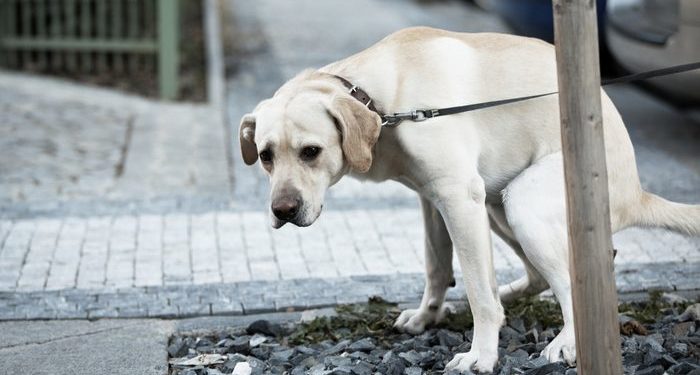 Comment sortir son chien en laisse ?