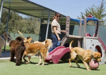 Où faire opérer son chien gratuitement ?