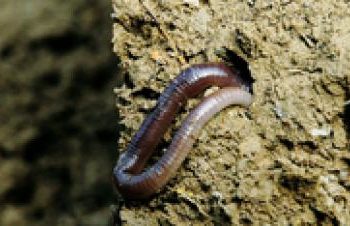 Quand sortent les vers de terre ?