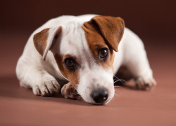 Comment savoir si mon chien a un épillet ?