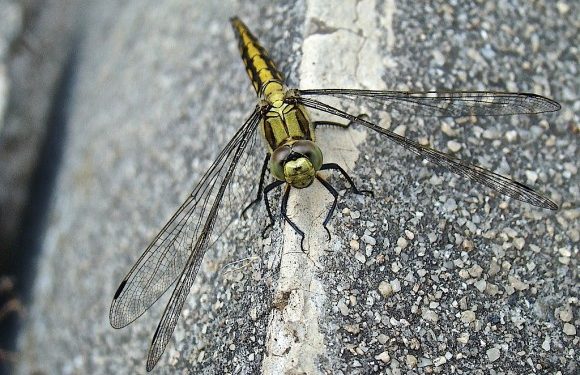 Quand une libellule se pose sur toi ?