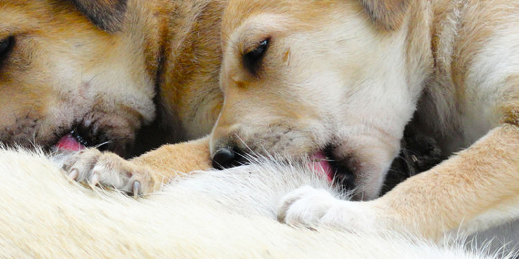 Pourquoi ne pas stériliser sa chienne ?