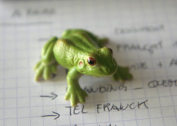 Quand on voit un crapaud ?