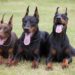 Comment couper les oreille d'un doberman ?
