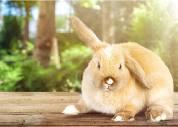 Pourquoi mon chihuahua à une oreille qui tombe ?