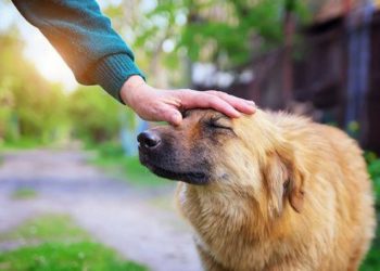 Comment savoir si mon chien aura les oreilles droites ?