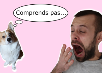 Est-ce que mon chien me comprend quand je lui parle ?