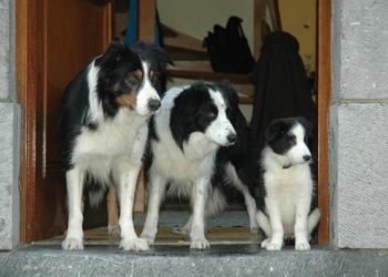 Quel âge peut vivre un Border Collie ?
