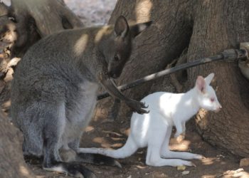 Quels animaux peuvent être albinos ?