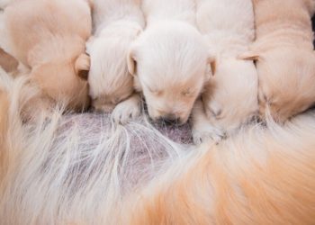 Comment savoir si la saillie de ma chienne a marché ?