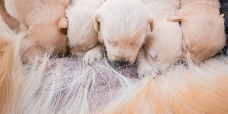 Comment savoir si la saillie de ma chienne a marché ?