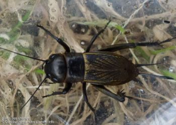 Comment pond un grillon ?