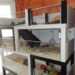 Comment fabriquer une cabane en bois pour cochon d'Inde ?