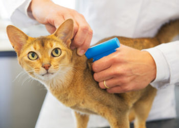 Comment reconnaître le maitre d'un chat ?