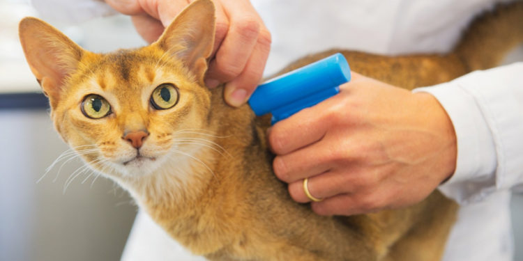 Comment reconnaître le maitre d'un chat ?
