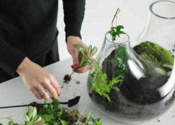 Comment faire un aqua terrarium ?