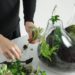 Comment faire un aqua terrarium ?