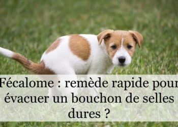 Comment évacuer un bouchon de selles naturellement ?