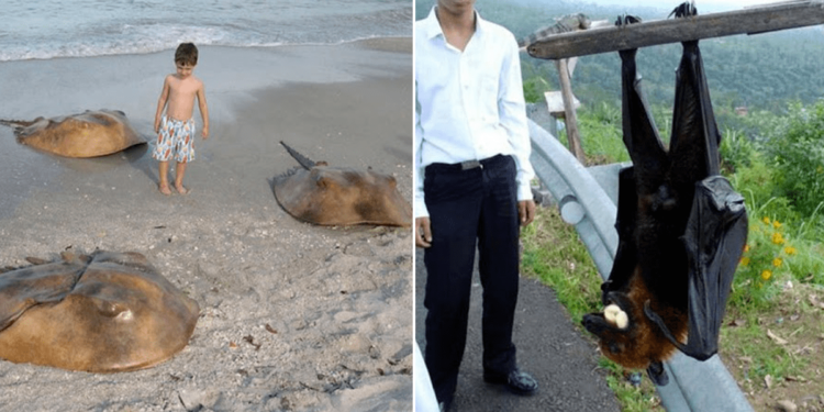 Est-ce que le renard est dangereux ?