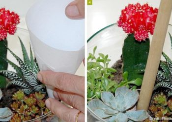 Comment faire un terrarium succulente ?