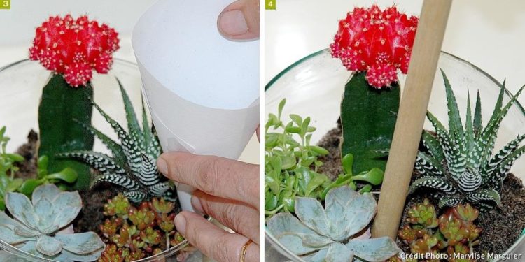 Comment faire un terrarium succulente ?