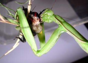 Quand meurt une mante religieuse ?