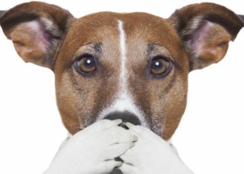 Comment aider un chien à se purger ?