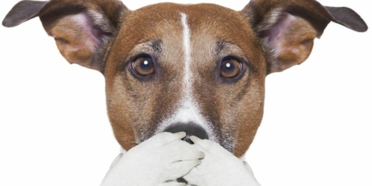 Comment aider un chien à se purger ?