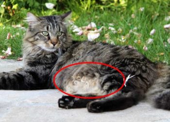 Pourquoi mon chat tombé sur le côté ?