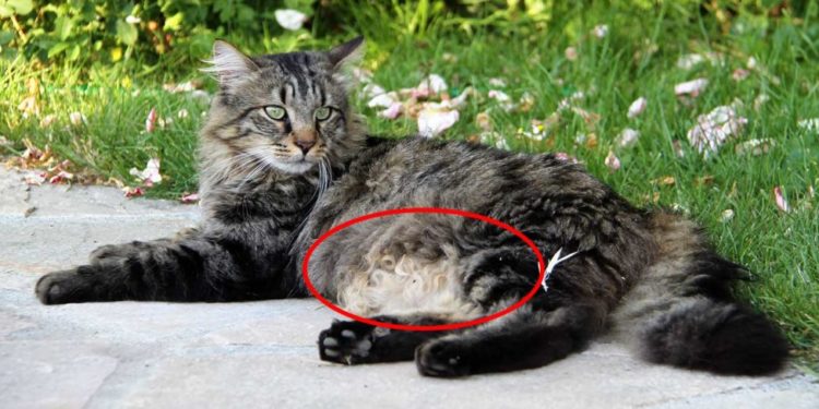 Pourquoi mon chat tombé sur le côté ?