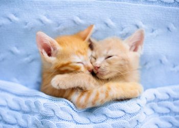 Comment faire venir un petit chaton ?