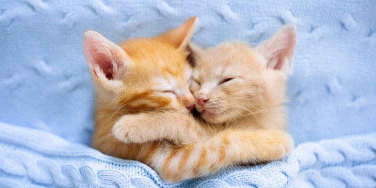 Comment faire venir un petit chaton ?