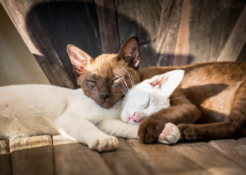 Comment appeler son chat femelle ?