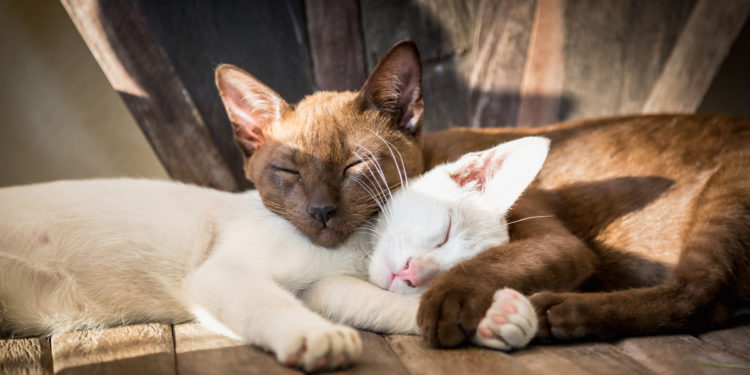 Comment appeler son chat femelle ?