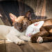 Comment appeler son chat femelle ?