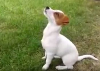 Comment faire obéir un Jack Russel ?