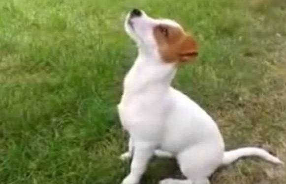 Comment faire obéir un Jack Russel ?