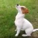 Comment faire obéir un Jack Russel ?