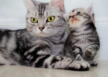 Quand séparer le chaton de sa mère ?