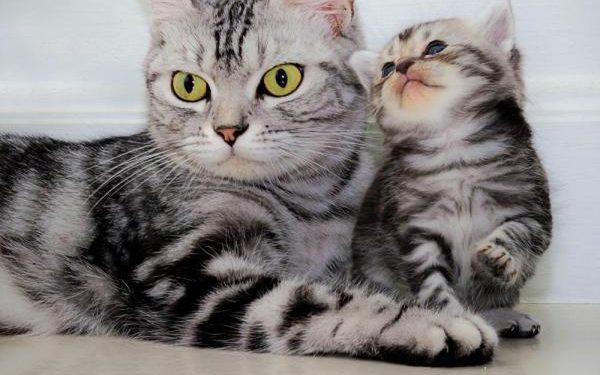 Quand séparer le chaton de sa mère ?